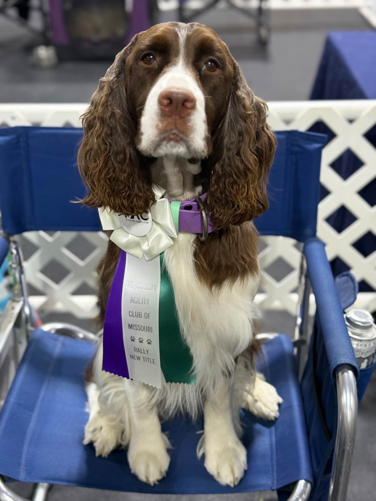 English Springer Spaniel Puppies — Champion-Sired, Health-Tested breeder image 20