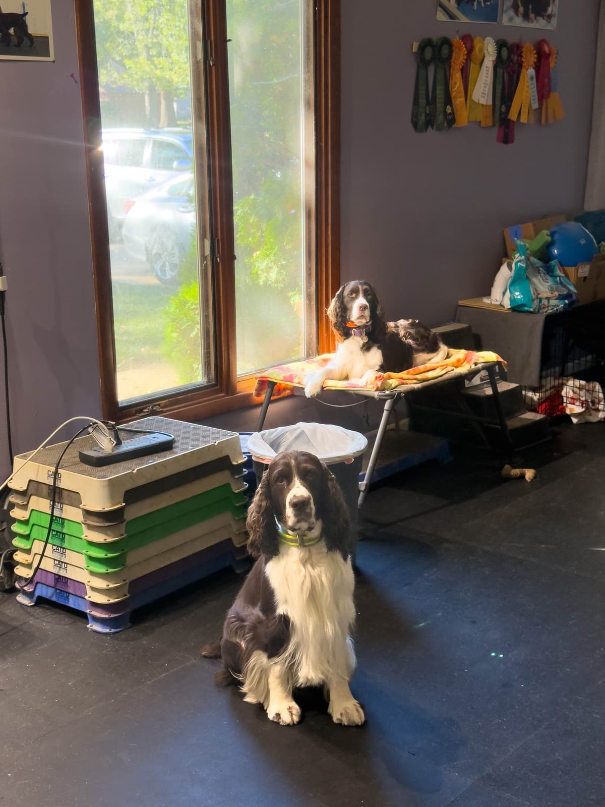 English Springer Spaniel Puppies — Champion-Sired, Health-Tested breeder image 22