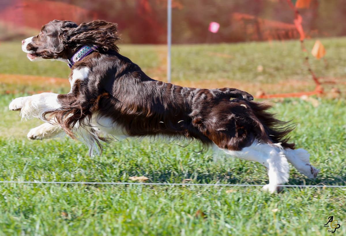 English Springer Spaniel Puppies — Champion-Sired, Health-Tested breeder image 8