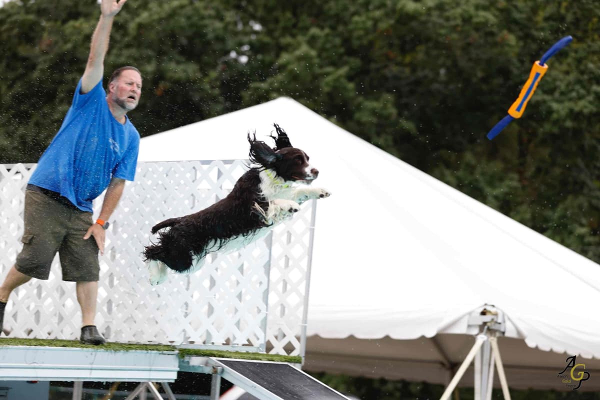 English Springer Spaniel Puppies — Champion-Sired, Health-Tested breeder image 11