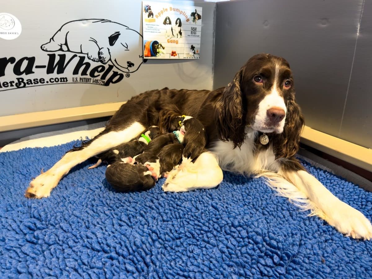 English Springer Spaniel Puppies — Champion-Sired, Health-Tested breeder image 23