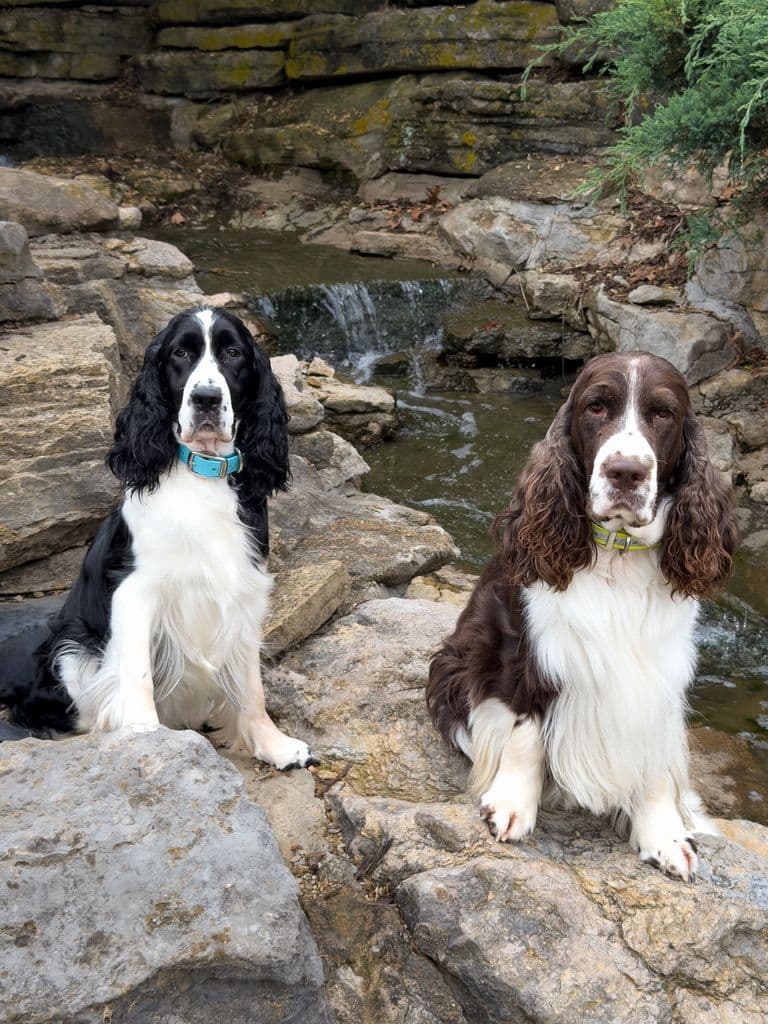 English Springer Spaniel Puppies — Champion-Sired, Health-Tested breeder image 24