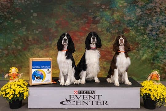 English Springer Spaniel Puppies — Champion-Sired, Health-Tested breeder image 25