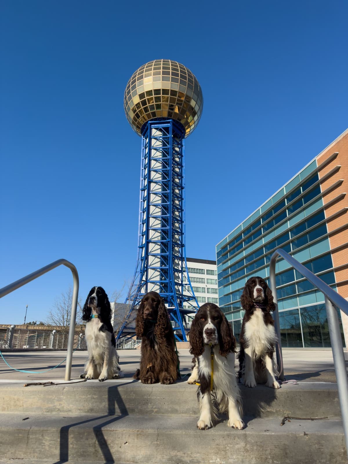 English Springer Spaniel Puppies — Champion-Sired, Health-Tested breeder image 26