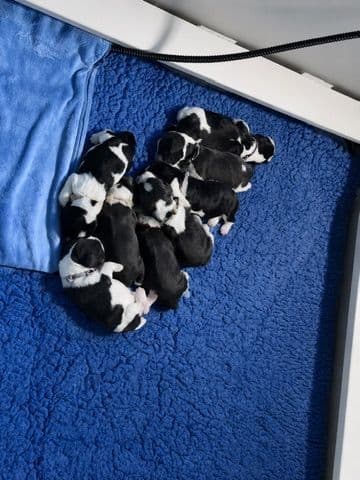 English Springer Spaniel Puppies — Champion-Sired, Health-Tested media 2
