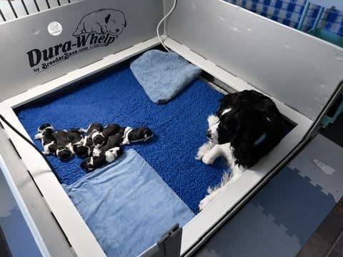 English Springer Spaniel Puppies — Champion-Sired, Health-Tested media 3