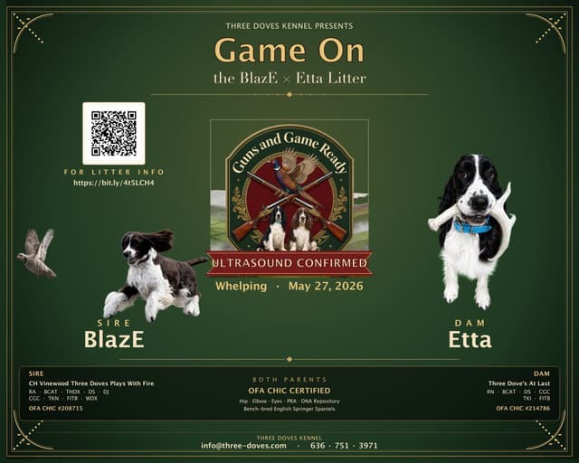 English Springer Spaniel Puppies — Champion-Sired, Health-Tested media 5