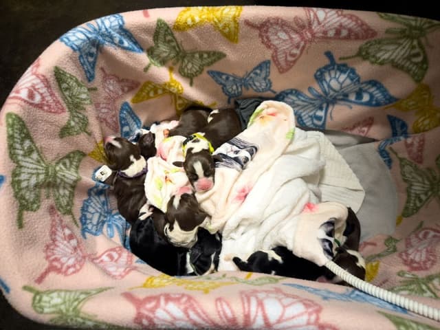 English Springer Spaniel Puppies — Champion-Sired, Health-Tested media 4