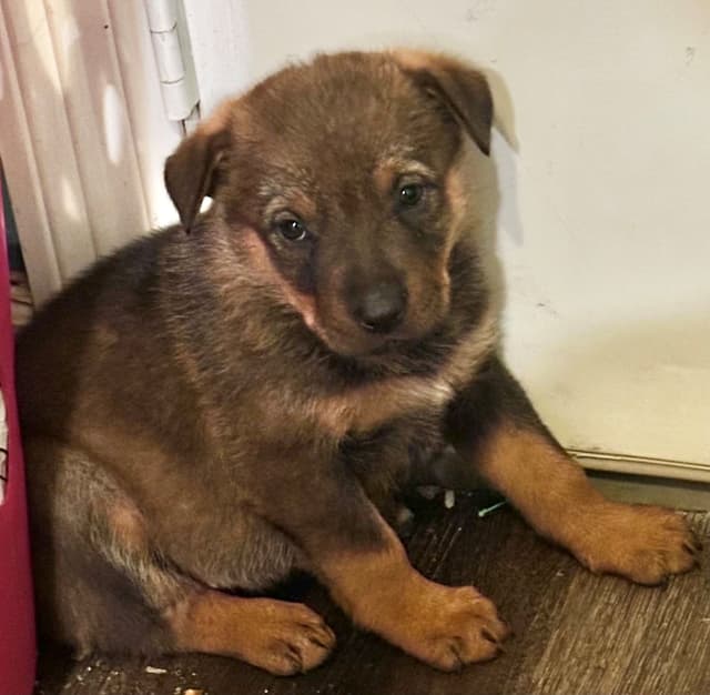 Rottweiler Puppies media 2