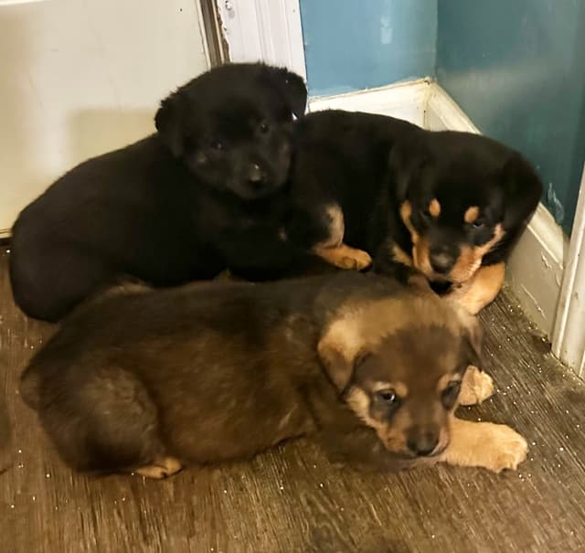 Rottweiler Puppies media 3