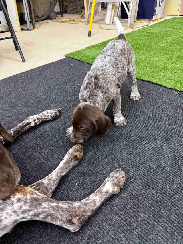 German Shorthaired Pointer Puppies with German Import Mother media 2
