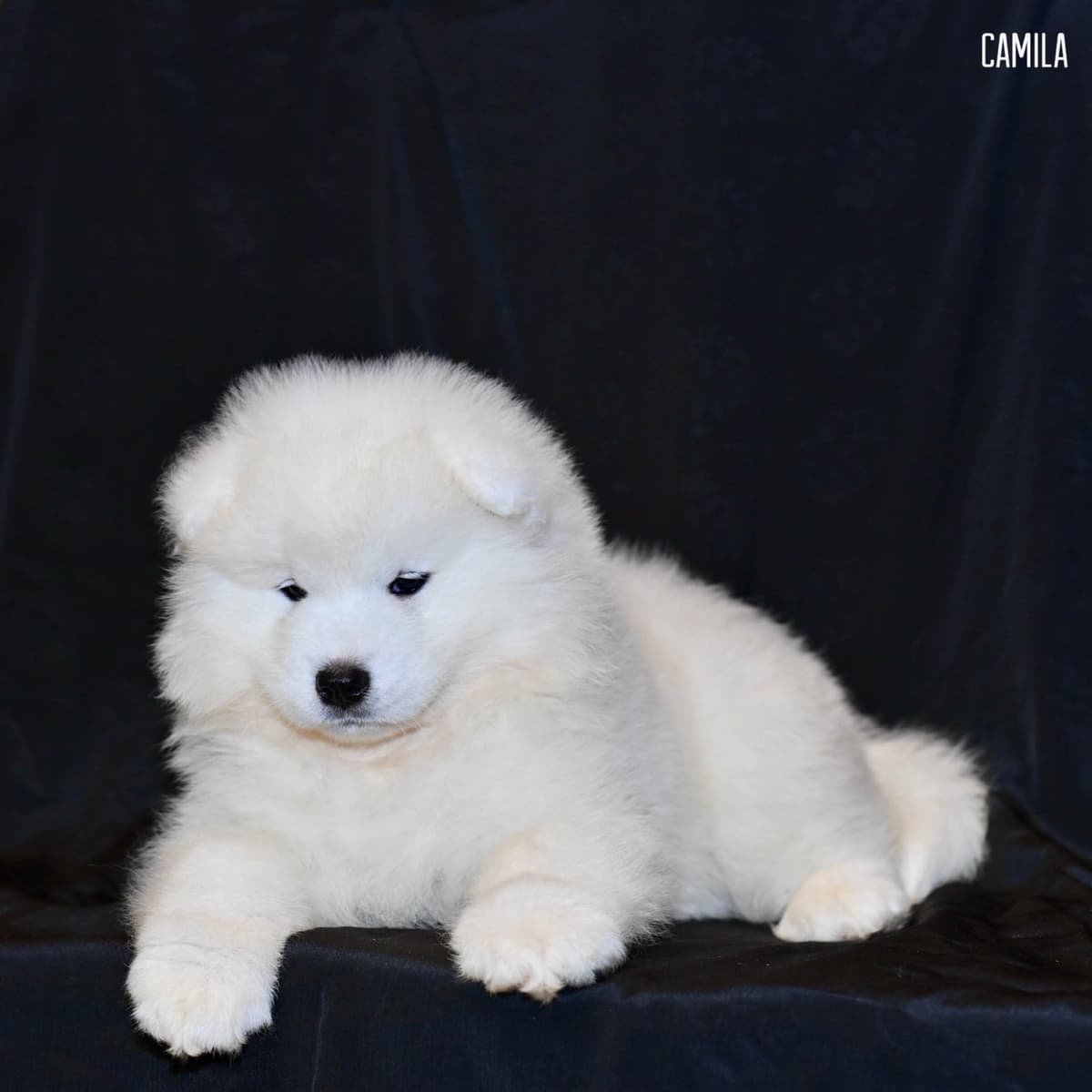 Samoyed Puppies breeder image 1