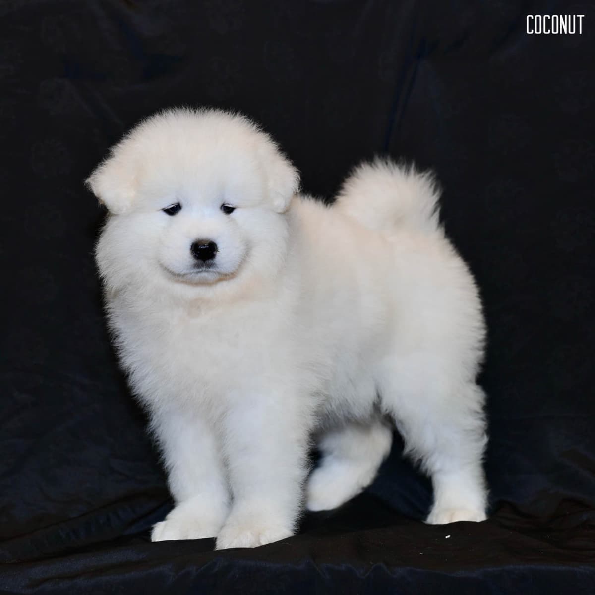 Samoyed Puppies breeder image 2