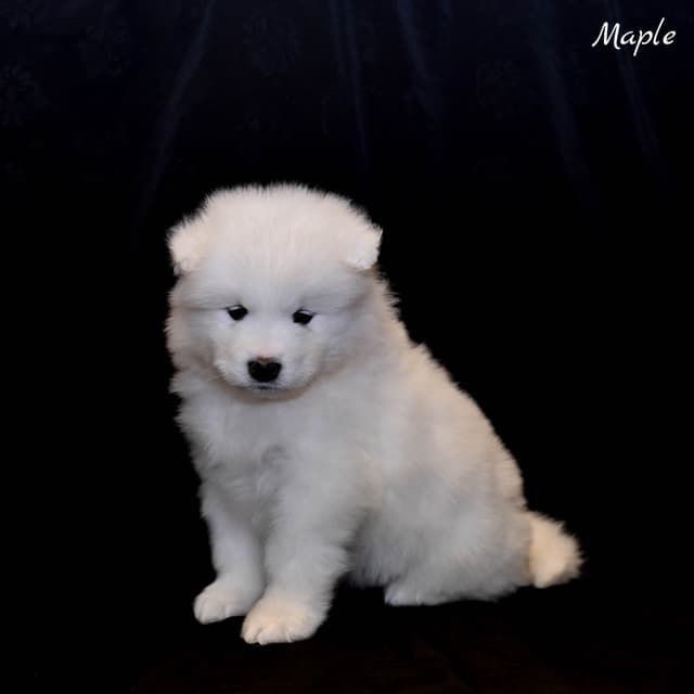 Samoyed Puppies media 5
