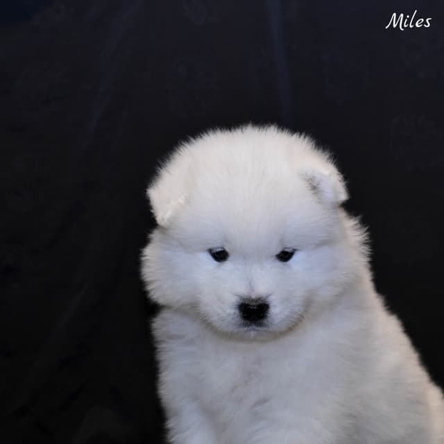 Samoyed Puppies media 4
