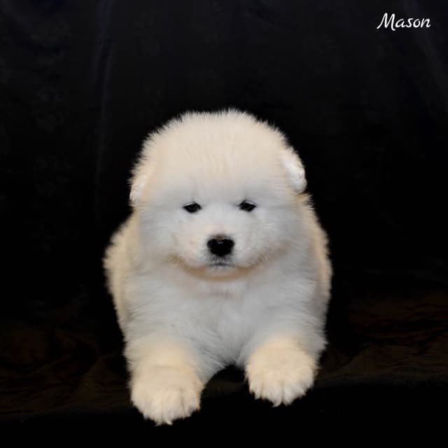 Samoyed Puppies media 7