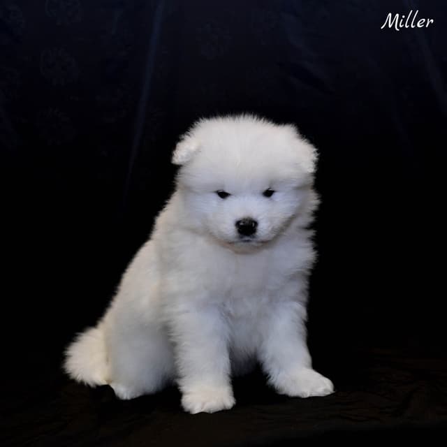 Samoyed Puppies media 8