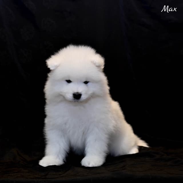Samoyed Puppies media 10