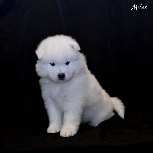Samoyed Puppies media 9