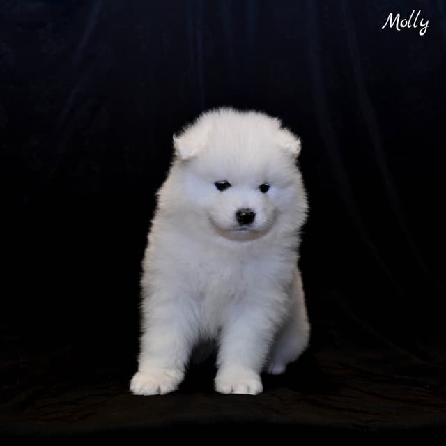 Samoyed Puppies media 11
