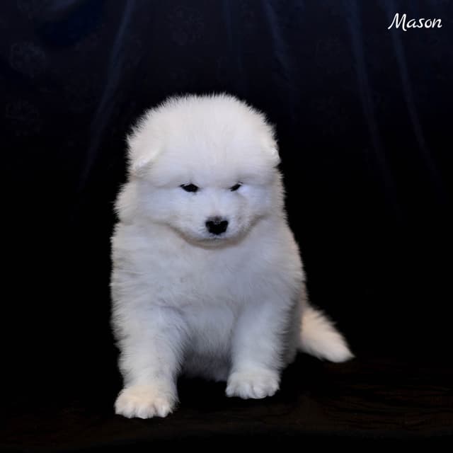 Samoyed Puppies media 12
