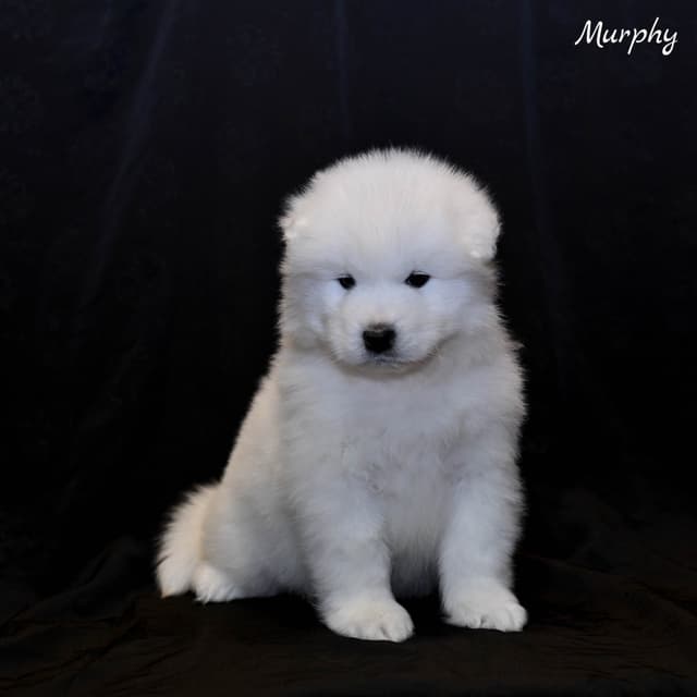 Samoyed Puppies media 13