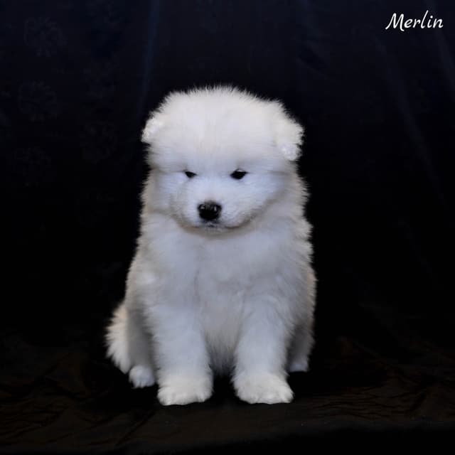 Samoyed Puppies media 14