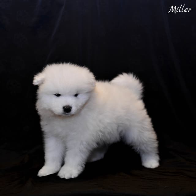 Samoyed Puppies media 15