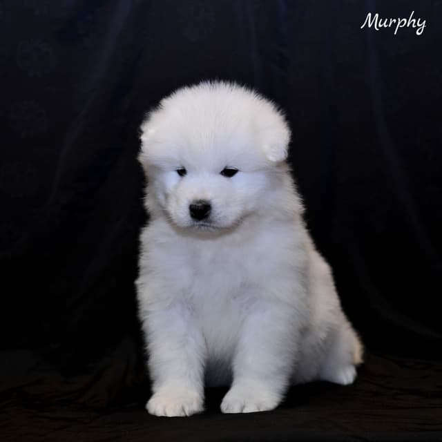 Samoyed Puppies media 16