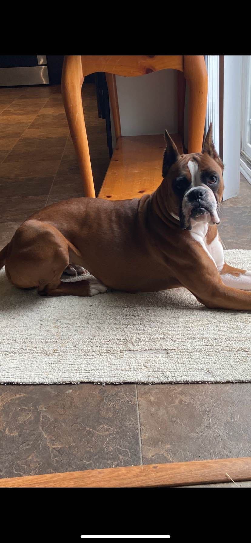 Boxer Puppies breeder image 1