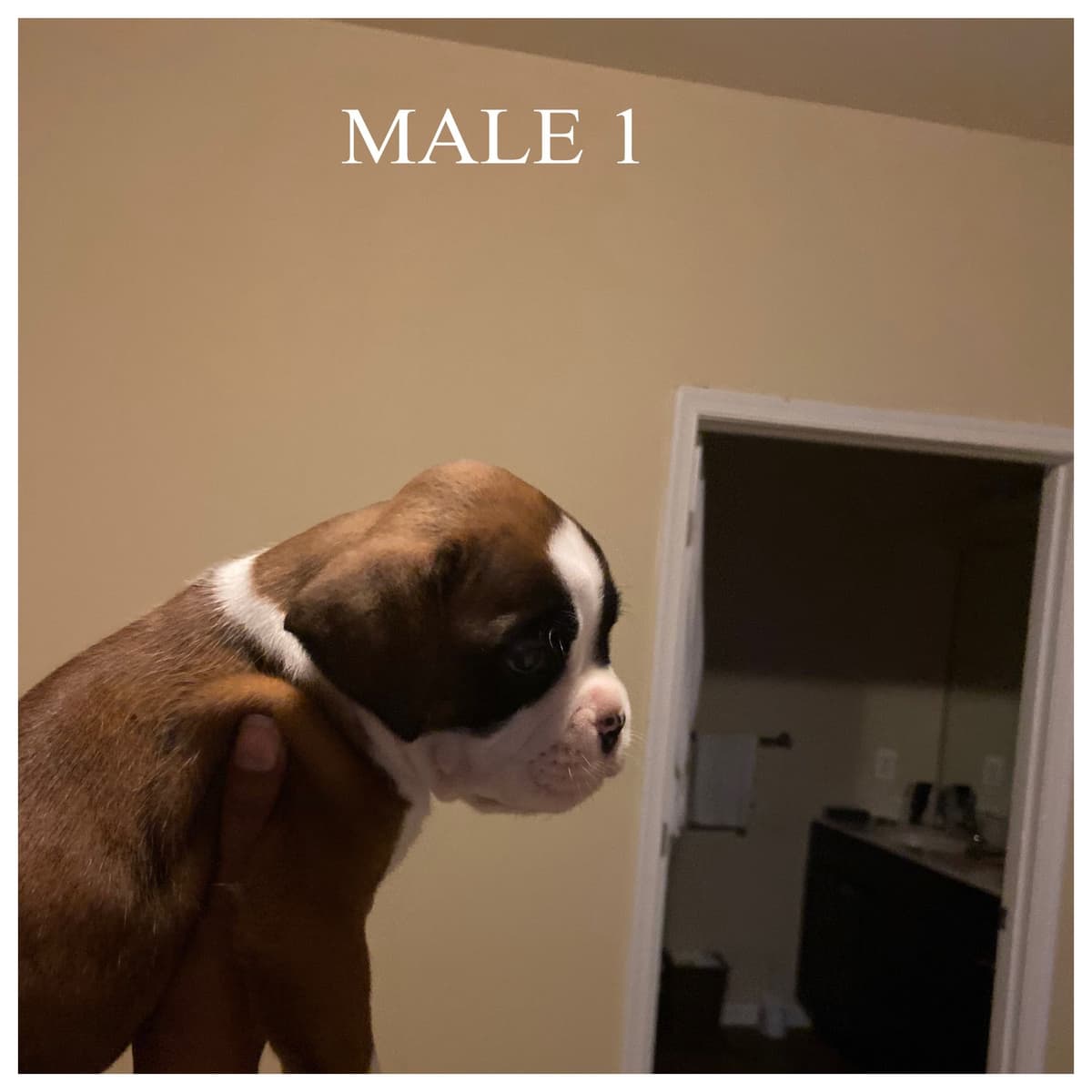 Boxer Puppies breeder image 2