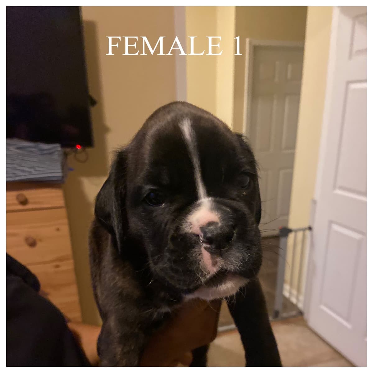 Boxer Puppies breeder image 6