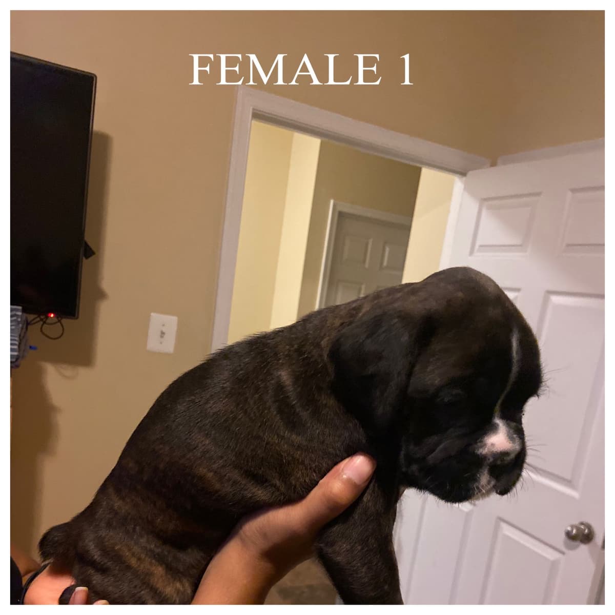 Boxer Puppies breeder image 4