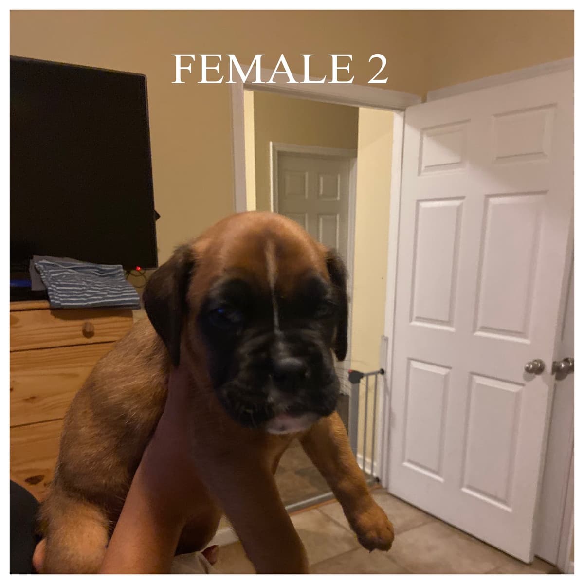 Boxer Puppies breeder image 9
