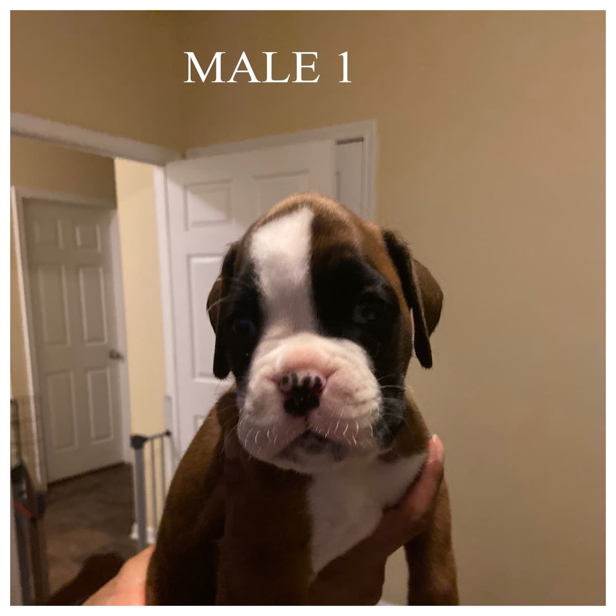 Boxer Puppies breeder image 13