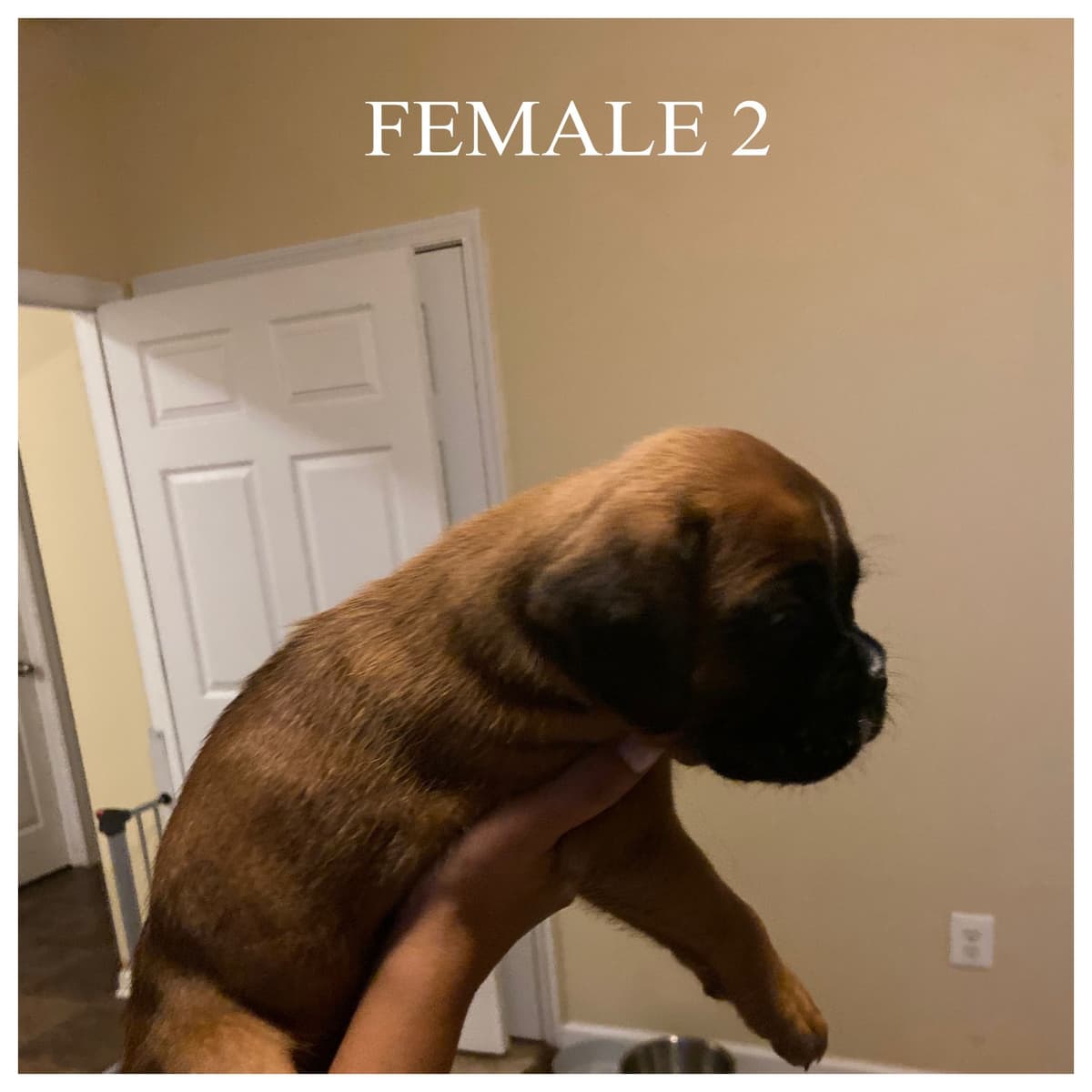 Boxer Puppies breeder image 12