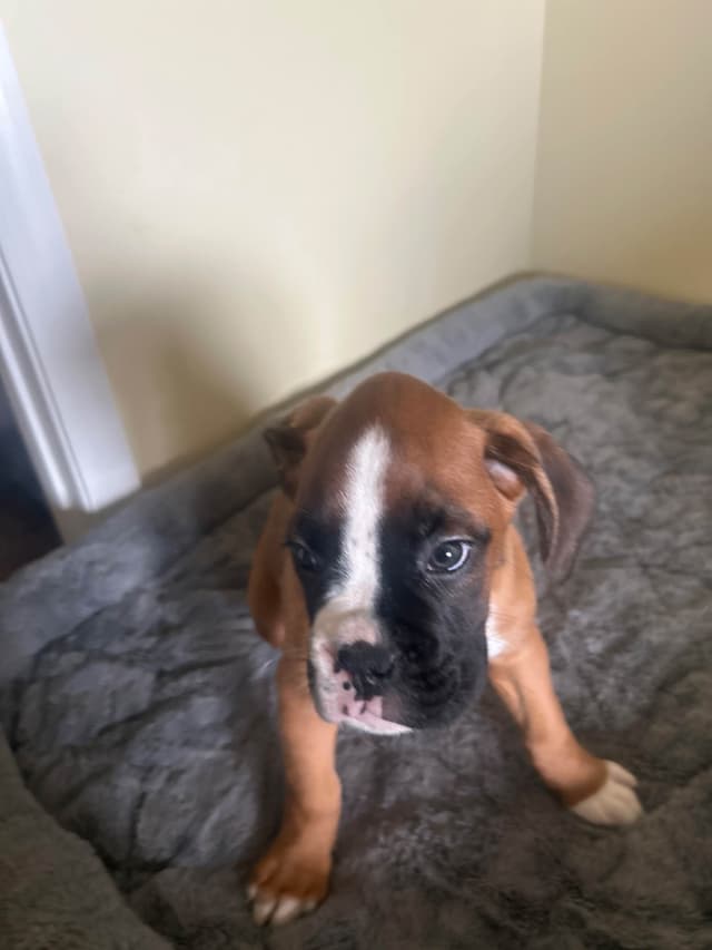 Boxer Puppies media 3
