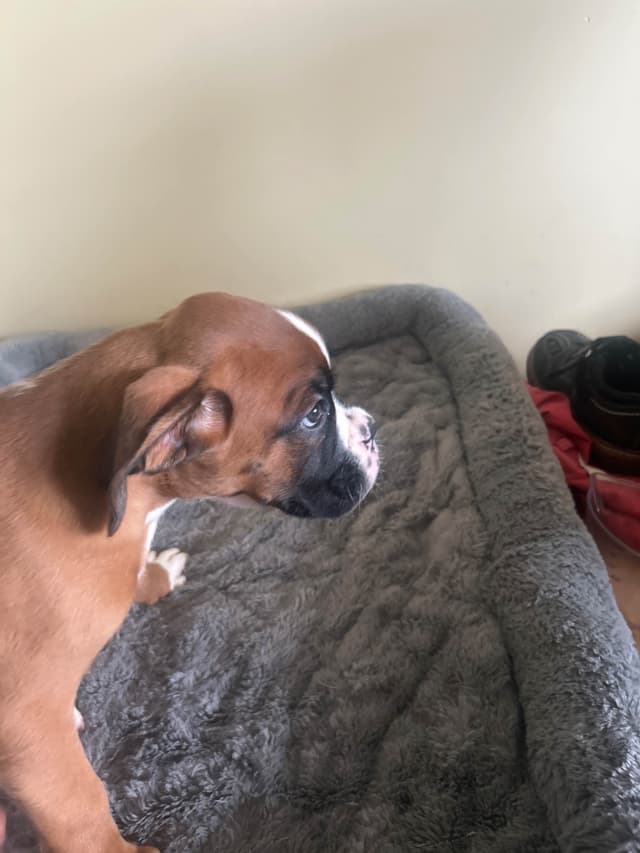 Boxer Puppies media 4