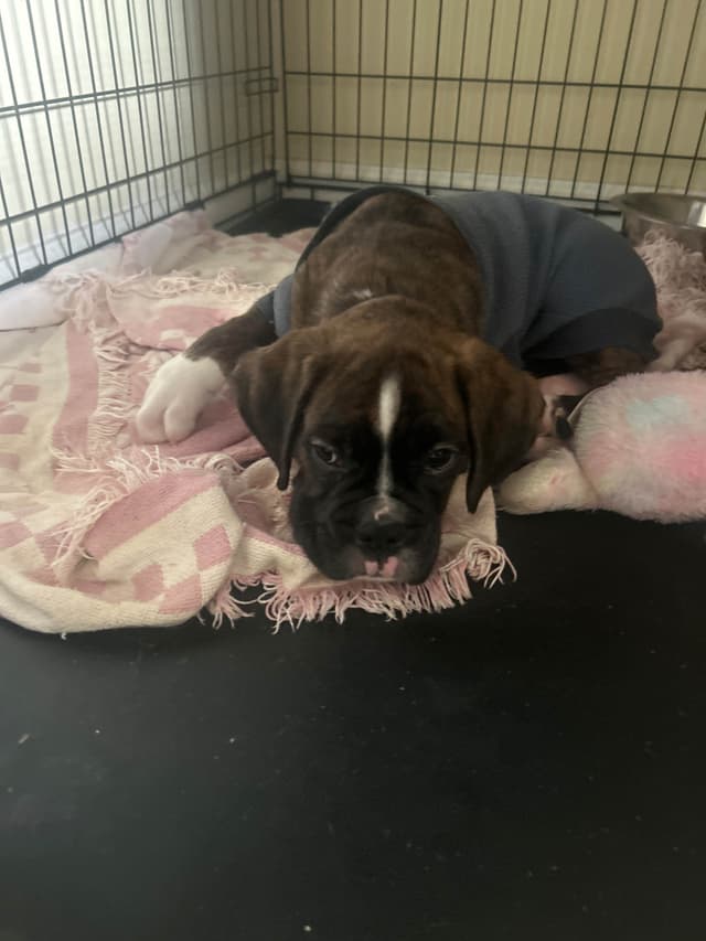 Boxer Puppies media 5