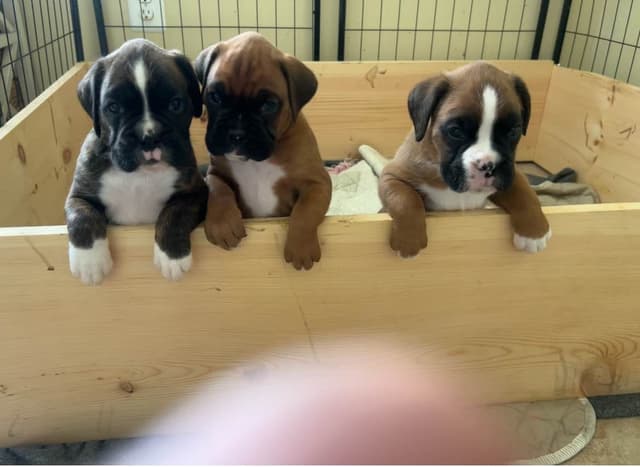 Boxer Puppies media 6