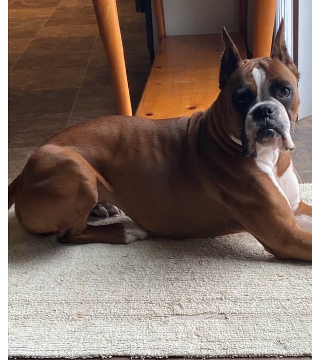 Boxer Puppies media 7