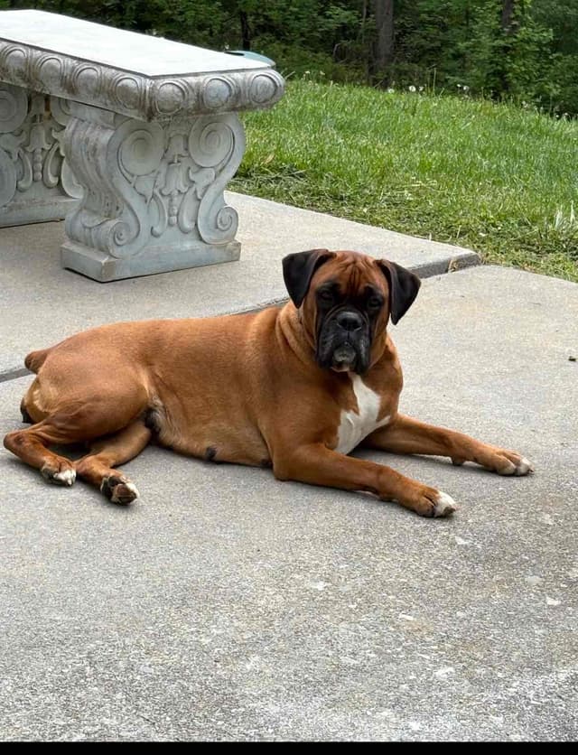 Boxer Puppies media 8