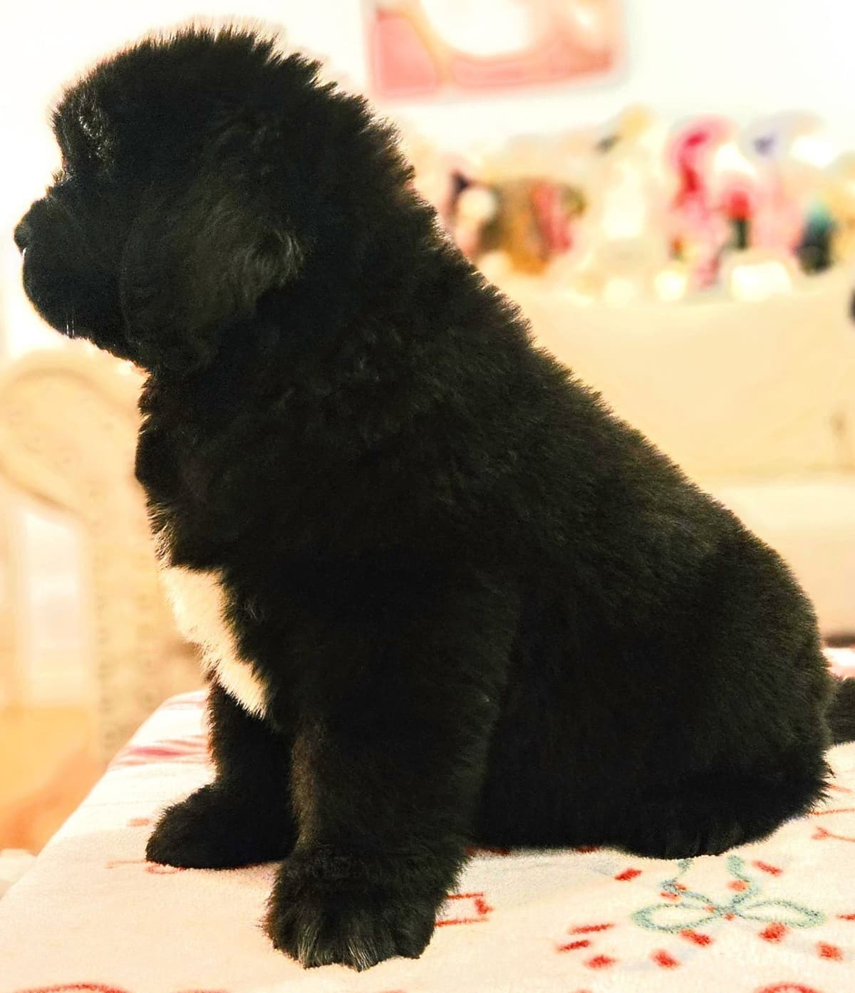 Newfoundland Puppies breeder image 2