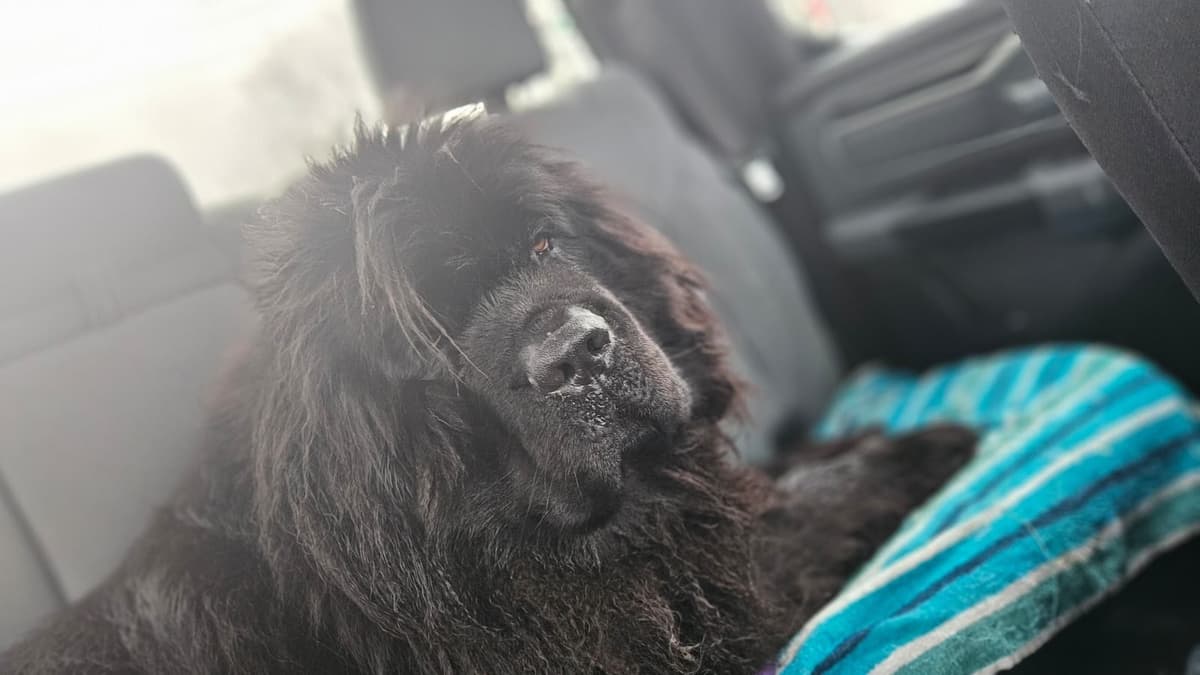 Newfoundland Puppies breeder image 4