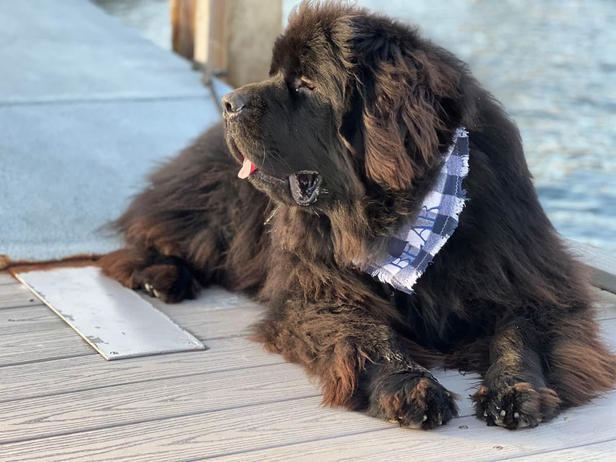 Newfoundland Puppies breeder image 6