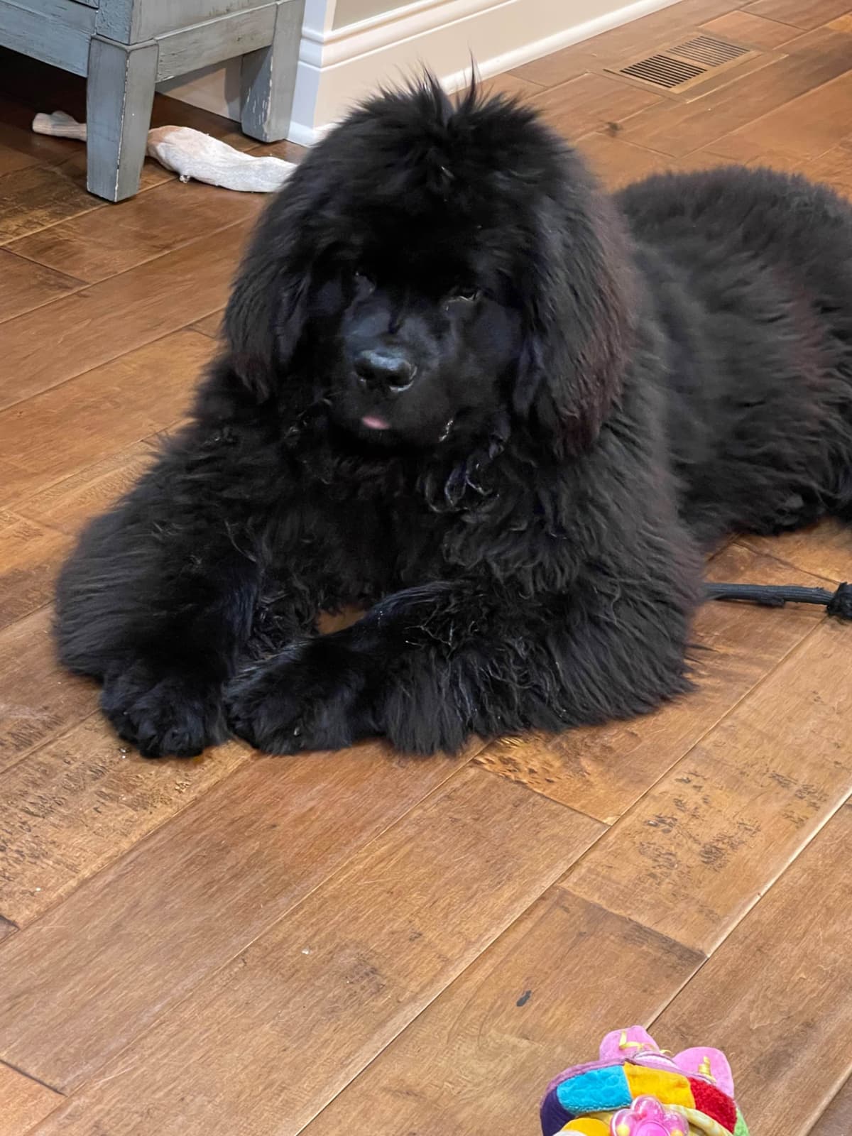 Newfoundland Puppies breeder image 8
