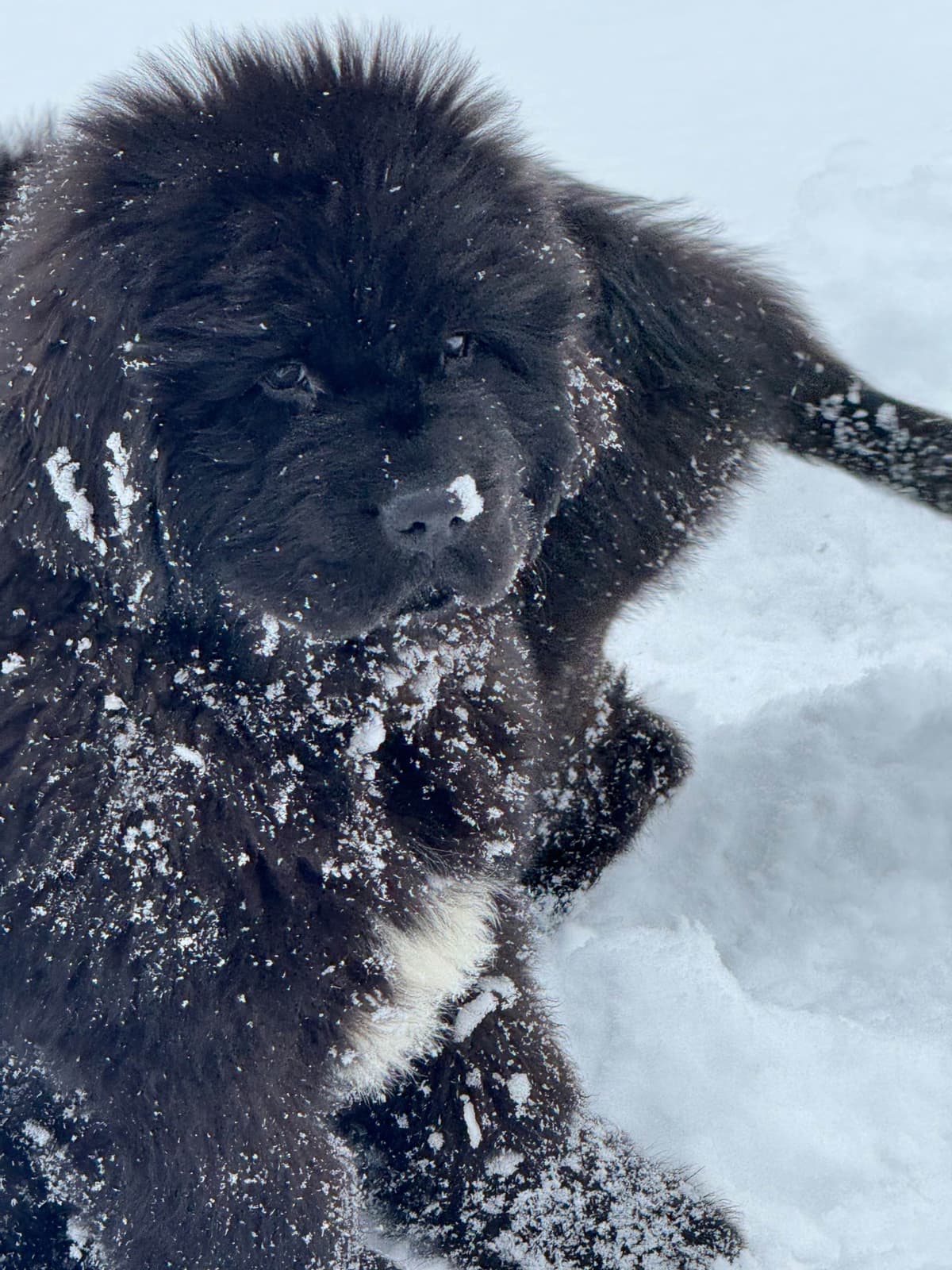 Newfoundland Puppies breeder image 9