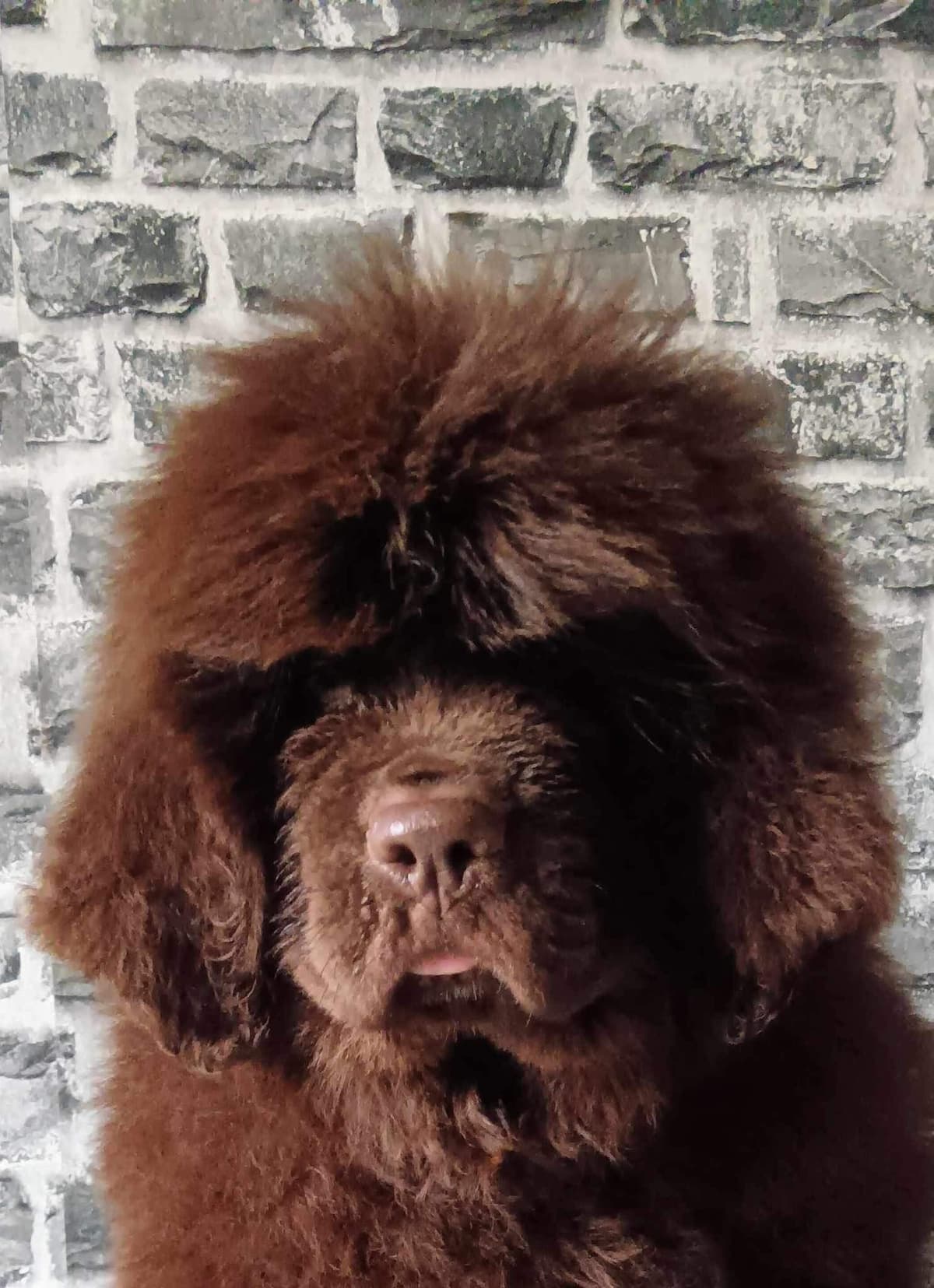 Newfoundland Puppies breeder image 10