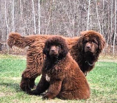 Newfoundland Puppies breeder image 11