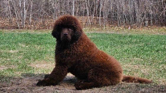Newfoundland Puppies breeder image 12